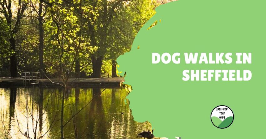 image of the countryside with a river surrounded by trees and the text dog walks in Sheffield on the right side